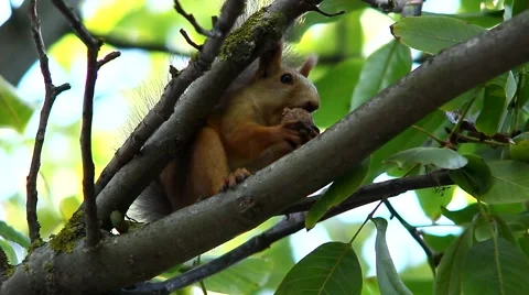 Squirrel on a tree in the forest Stock Footage 68370057