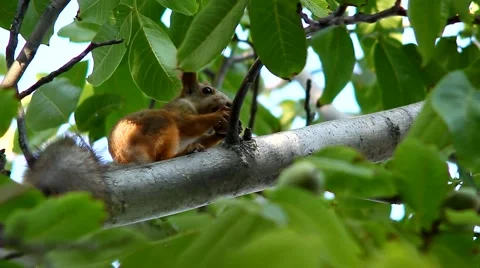 Squirrel on a tree in the forest Stock Footage 68370183