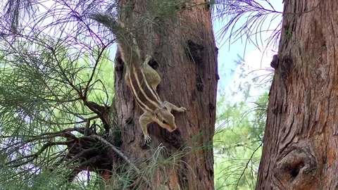 Squirrel on the tree in the forest Stock Footage 313177090