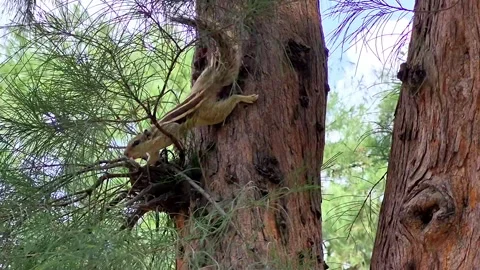 Squirrel on the tree in the forest Stock Footage 313177151
