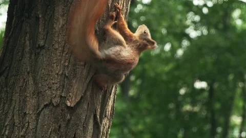 Squirrel on the tree in the forest. Paws of a squirrel. Red squirrel Stock Footage 194537877