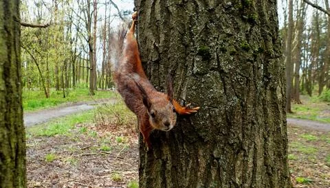 Squirrel on a tree in the forest 스톡 사진