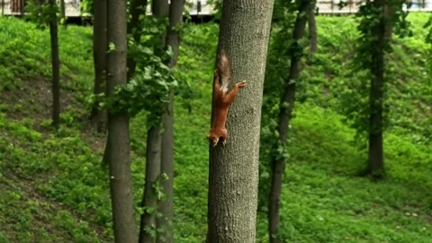 Squirrel on the tree in the forest. Red squirrel with fluffy tail and paws Stock Footage 194537854