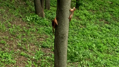 Squirrel on the tree in the forest. Red squirrel with fluffy tail and paws Stock Footage 194537860