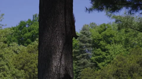 Squirrel on the tree in the forest.  Red squirrel with fluffy  in the summer par Stock Footage 280755682