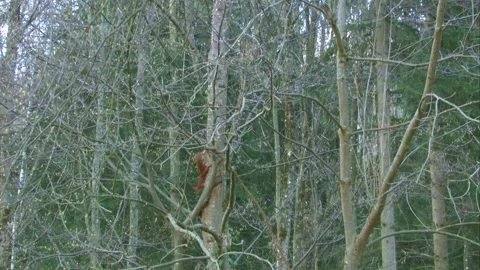 Squirrel at a tree in the forest in spring Stock Footage 268015391