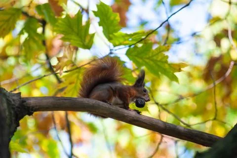Squirrel on tree in forest. Squirrel eating nut on tree branch. Stock Photos