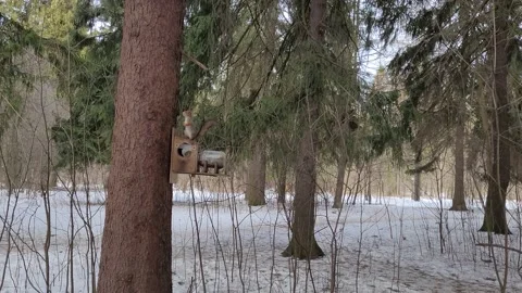 Squirrel on a tree in the forest in winter 4k Stock Footage 171759749