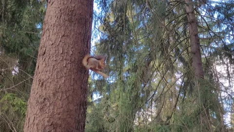 Squirrel on a tree in the forest in winter 4k Stock Footage 171827055