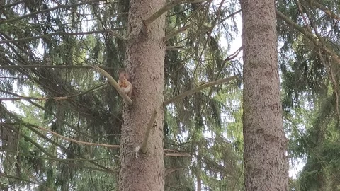 Squirrel on a tree in the forest in winter Video stock 171760043