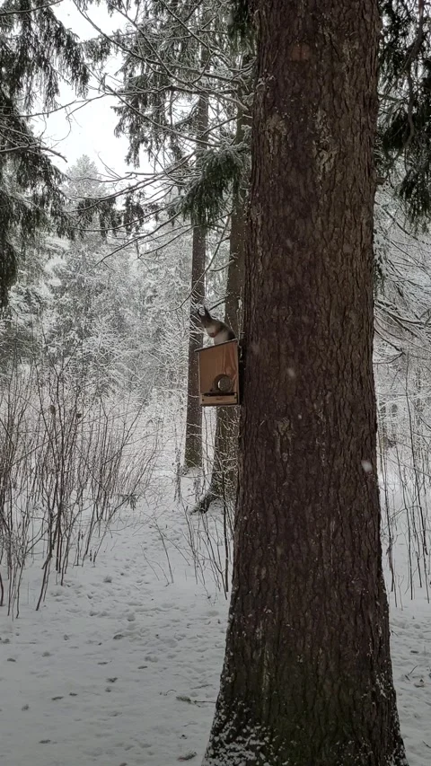 Squirrel on a tree in the forest in winter. vertical video Video stock 296692486