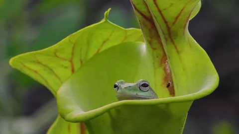 Squirrel Tree Frog inside of Carnivorous pitcher plant, SE USA Stock Footage 218330411