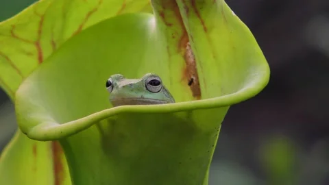 Squirrel Tree Frog inside of Carnivorous pitcher plant, SE USA Stock Footage 218330434