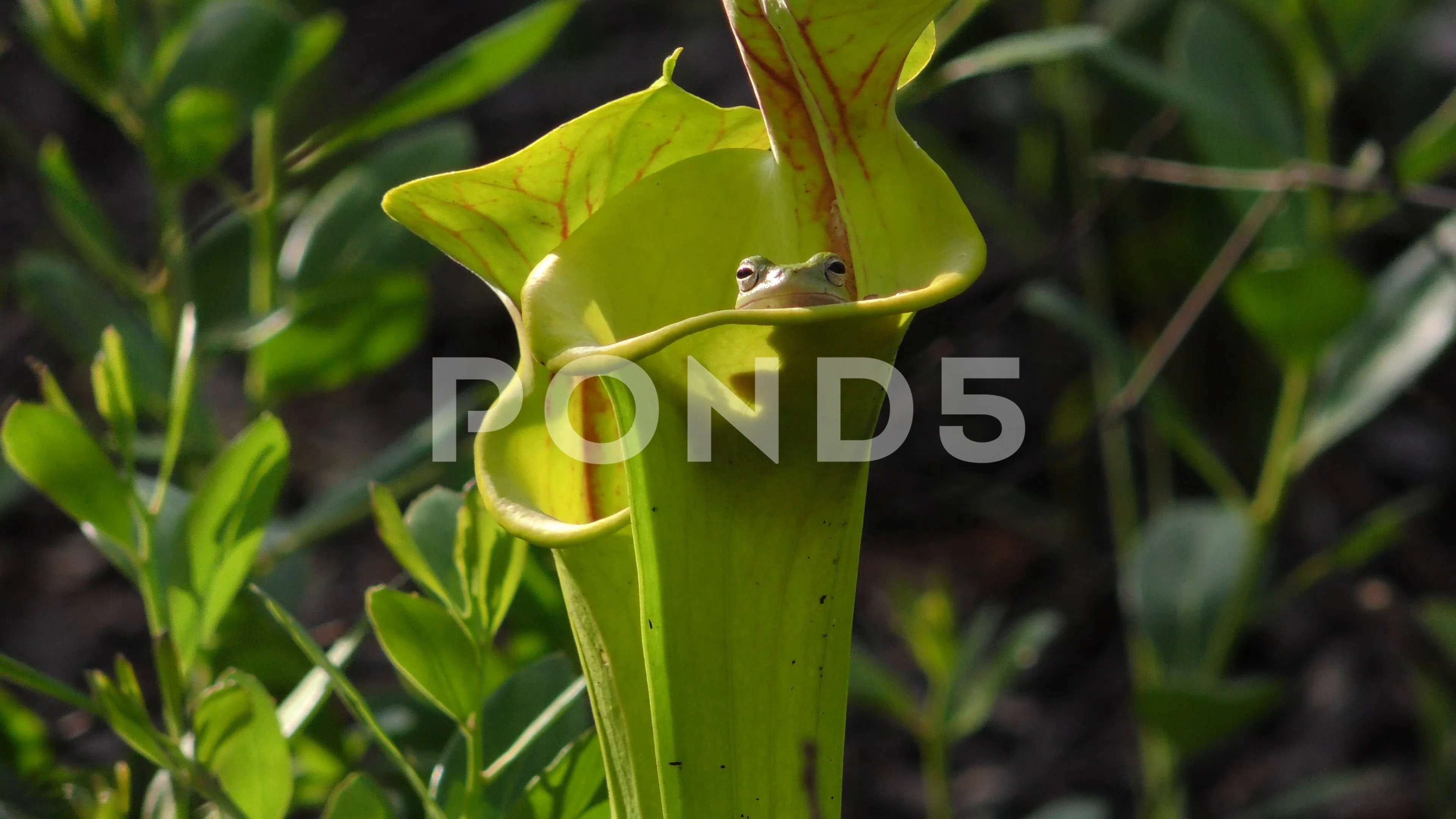 Squirrel Tree Frog inside Yellow Pitcher Plant, SE USA