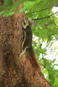 Squirrel on a tree in garden. Stock Photos