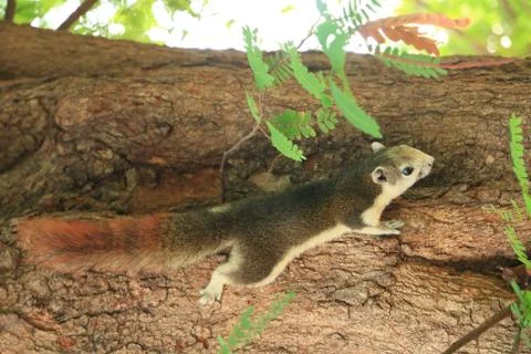 Squirrel on a tree in garden. Stock Photos
