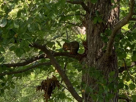 Squirrel in a tree getting some food Stock Photos