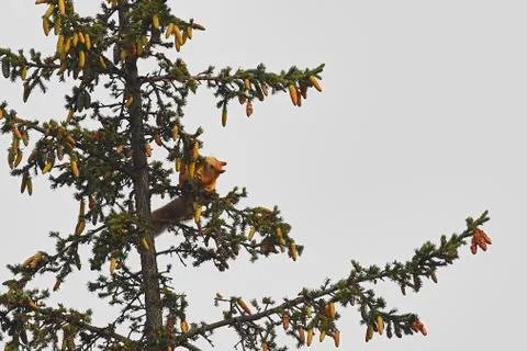 Squirrel on the tree gnawing cone Stock Photos