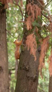 Squirrel on a tree in green park Fotos Stock