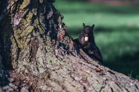 A squirrel in a tree holding a nut with its mouth Stock Photos