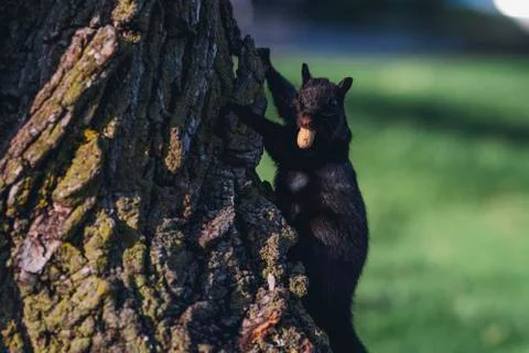 A squirrel in a tree holding a nut with its mouth Stock Photos