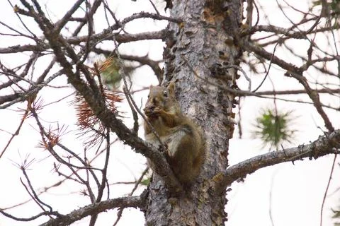 Squirrel on a tree holding a nut Stock Photos