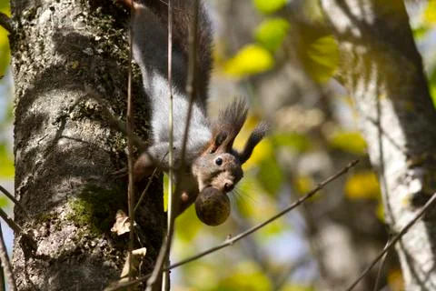 The squirrel on a tree that holds the fruit of the walnut in the teeth Stock Photos