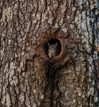 Squirrel in a tree hole Stock Photos