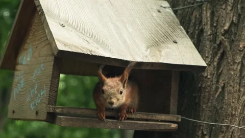 Squirrel on the tree house. Paws of a squirrel. Red squirrel with fluffy tail Stock Footage 194537876