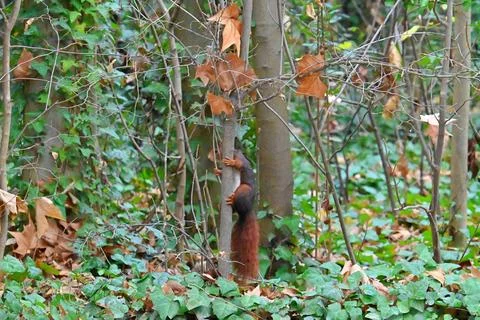 Squirrel on a tree in its natural environment Stock-Fotos