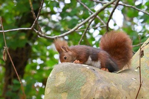 Squirrel on a tree in its natural environment Stock Photos