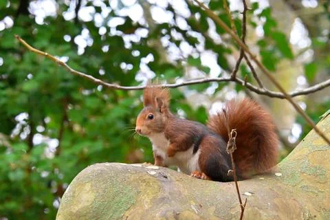 Squirrel on a tree in its natural environment Fotos de archivo