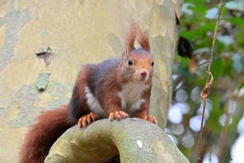 Squirrel on a tree in its natural environment 스톡 사진