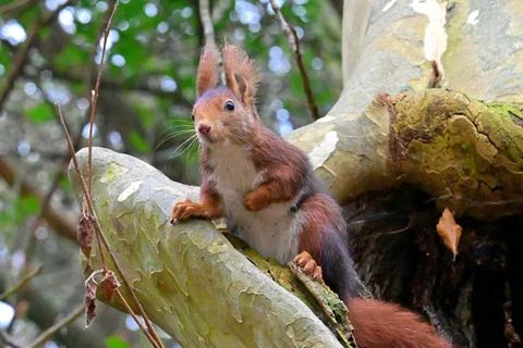 Squirrel on a tree in its natural environment 스톡 사진