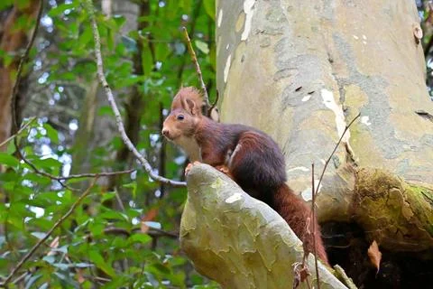 Squirrel on a tree in its natural environment Stock Photos