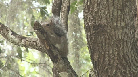 Squirrel on Tree Limb Stock Footage 516975