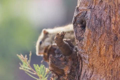 Squirrel on a tree looking for food Foto stock