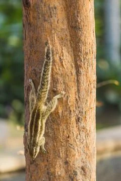 Squirrel on a tree looking for food Stock Photos