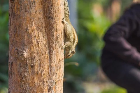 Squirrel on a tree looking for food Stock Photos