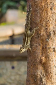 Squirrel on a tree looking for food Stock Photos
