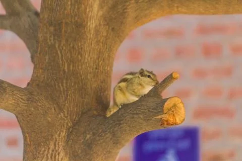 Squirrel on a tree looking for food Stock Photos