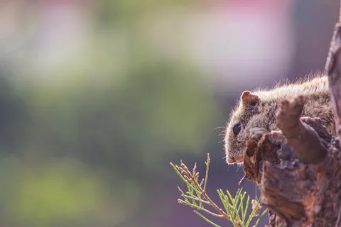 Squirrel on a tree looking for food Stock Photos