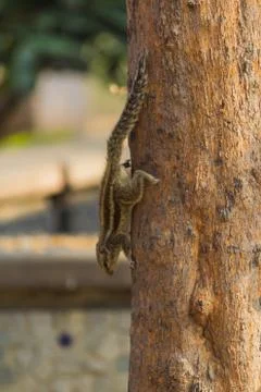 Squirrel on a tree looking for food Stock Photos