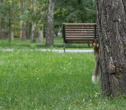 Squirrel on a tree looking into the frame Stock Photos