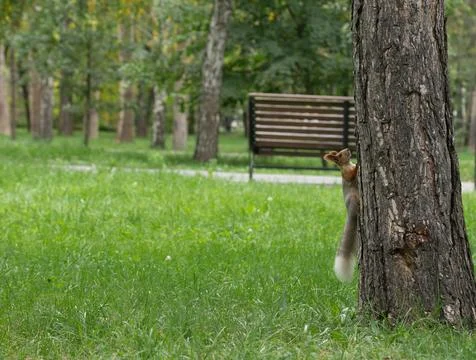 Squirrel on a tree looks up Stock Photos