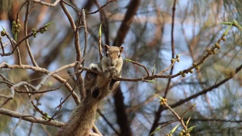Squirrel on a tree in a natural park 動画素材 160471630