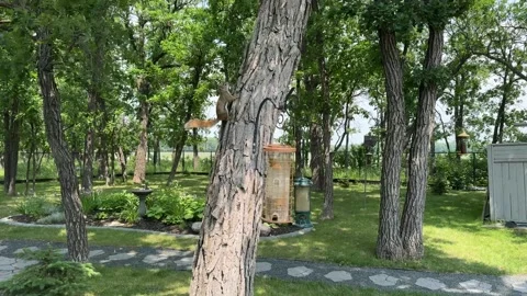 Squirrel on a tree next to a feeder Stock Footage 312370143