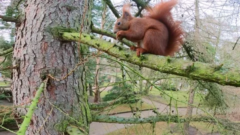 Squirrel on a tree nibbles on a nut in the park in winter Stock Footage 231040860