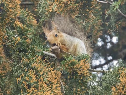 A squirrel on a tree nibbles a nut 库存照片