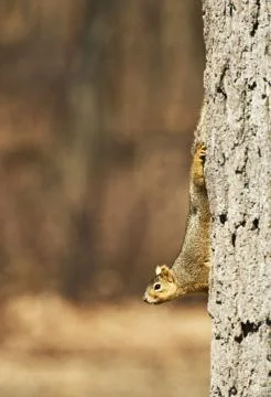 Squirrel on tree. north american squirrel. wildlife photo collection. 库存照片